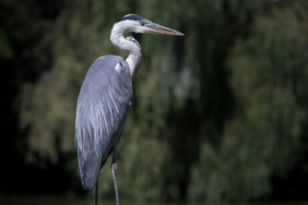 Uyarılara aldırış etmeyip göle girdi, timsaha yem oldu