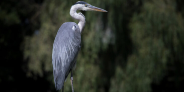 Uyarılara aldırış etmeyip göle girdi, timsaha yem oldu