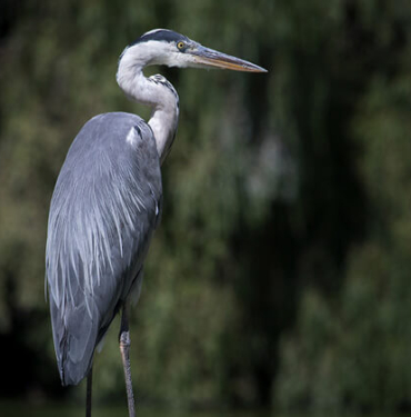 Uyarılara aldırış etmeyip göle girdi, timsaha yem oldu