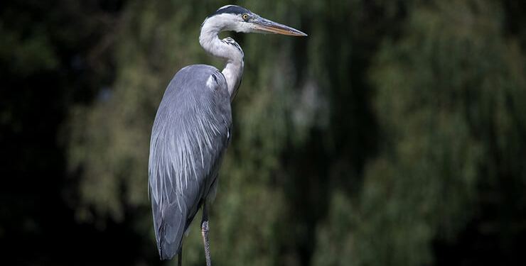 Uyarılara aldırış etmeyip göle girdi, timsaha yem oldu