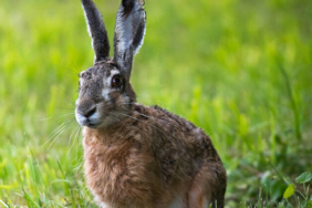 Van Gölü Havzası’nın narin kuşları flamingolar