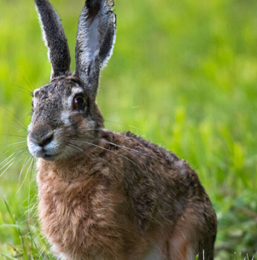 Van Gölü Havzası’nın narin kuşları flamingolar
