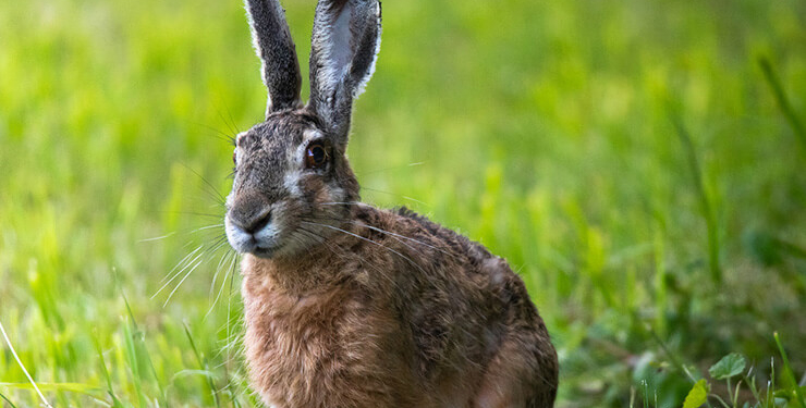 Van Gölü Havzası’nın narin kuşları flamingolar