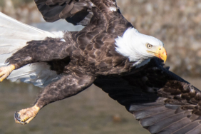 Van’da dehşete düşüren olay! Tonlarcası kurtarıldı