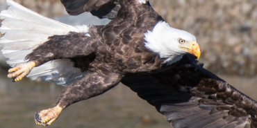 Van’da dehşete düşüren olay! Tonlarcası kurtarıldı