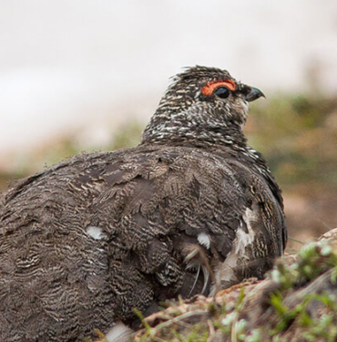 Yaban hayatından fotokapana yakalanan anlar hayrete düşürdü