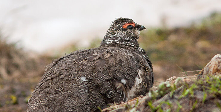 Yaban hayatından fotokapana yakalanan anlar hayrete düşürdü