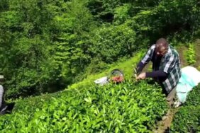 Yaş çay alım fiyatına tepki: En az 25 lira olmalı