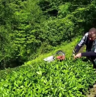 Yaş çay alım fiyatına tepki: En az 25 lira olmalı