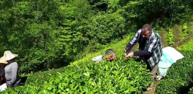 Yaş çay alım fiyatına tepki: En az 25 lira olmalı