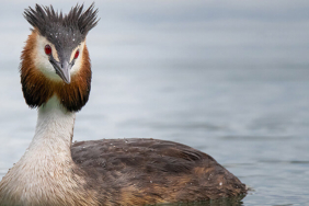 Yavru kaplan, Sibarya kaplanlarına yem oldu!