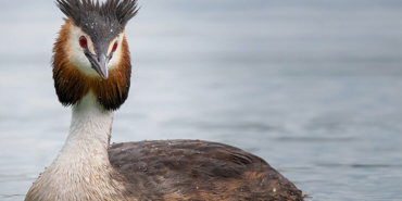 Yavru kaplan, Sibarya kaplanlarına yem oldu!