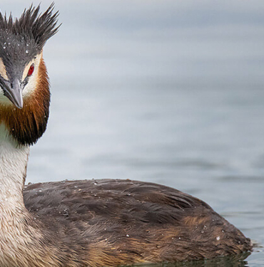 Yavru kaplan, Sibarya kaplanlarına yem oldu!