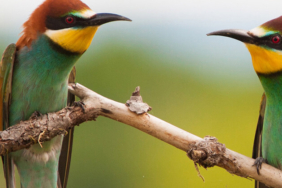 Yürüyen köpek balığı bilim insanlarını şaşırttı