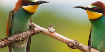 Yürüyen köpek balığı bilim insanlarını şaşırttı
