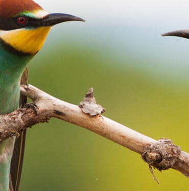 Yürüyen köpek balığı bilim insanlarını şaşırttı