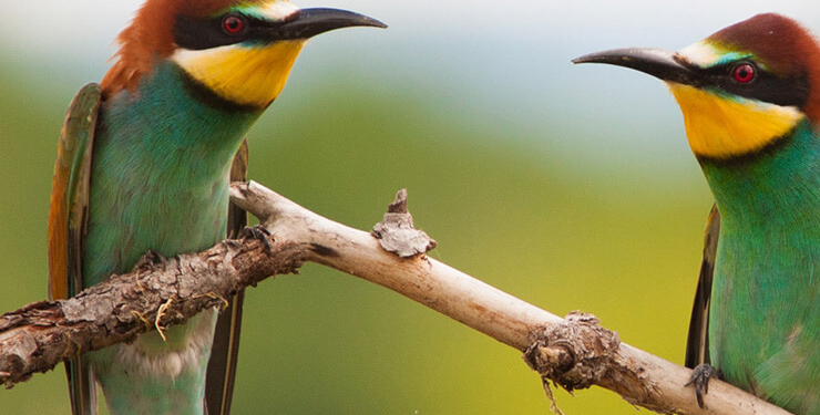 Yürüyen köpek balığı bilim insanlarını şaşırttı