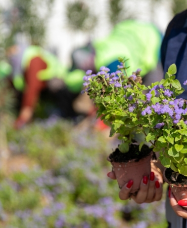 Buca Belediyesi Çiçek Dikimi 1