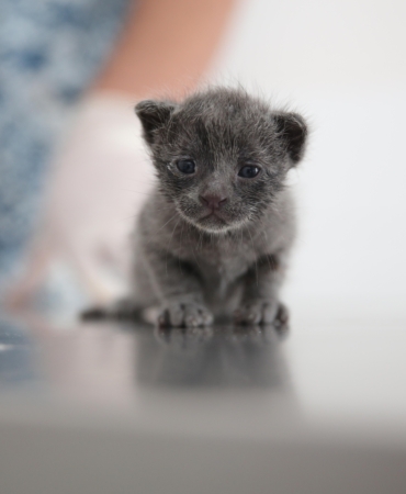 Konak’ta çöpten ‘Umut’ doğdu (8)