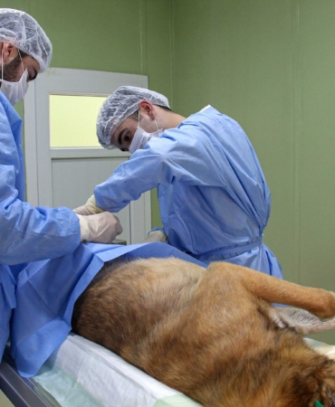 Buca Belediyesi’nden ücretsiz çip takma ve kısırlaştırma uygulaması_3