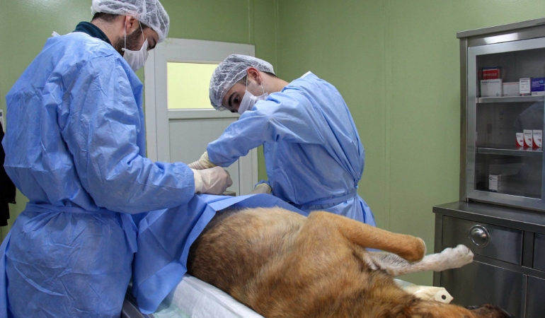 Buca Belediyesi’nden ücretsiz çip takma ve kısırlaştırma uygulaması_3