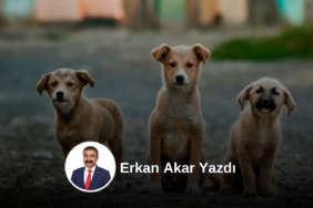 erkanakaryazi
