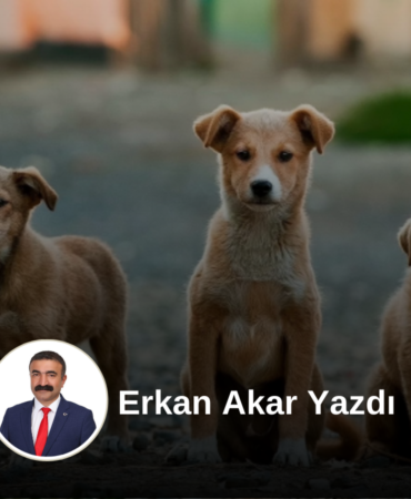 erkanakaryazi