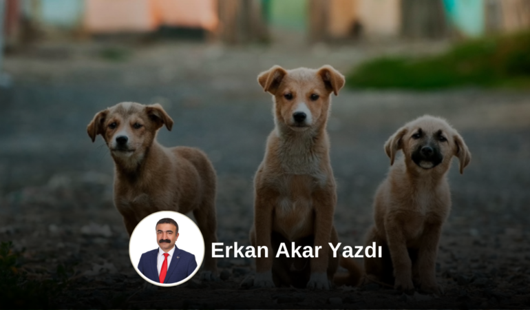 erkanakaryazi