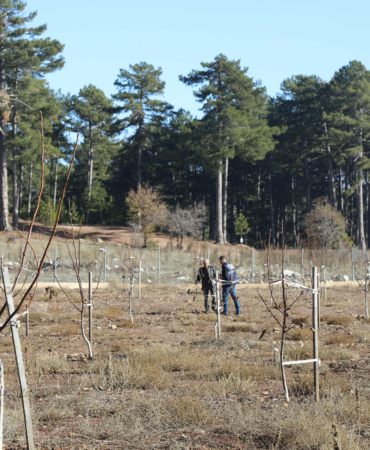 Büyükşehir’den Her Kapıda Bir Fidan Projesi (3)