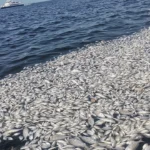 izmir-korfez-inde-cevre-felake_1725605965_opCfaW