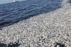 izmir-korfez-inde-cevre-felake_1725605965_opCfaW