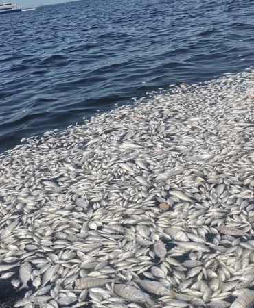 izmir-korfez-inde-cevre-felake_1725605965_opCfaW