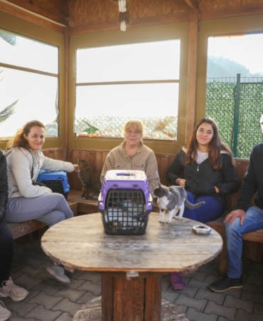 Buca Belediyesi'nden kısırlaştırma seferberliği 01