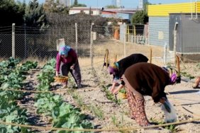 Kent Bostanı İlk Hasat Foto -5