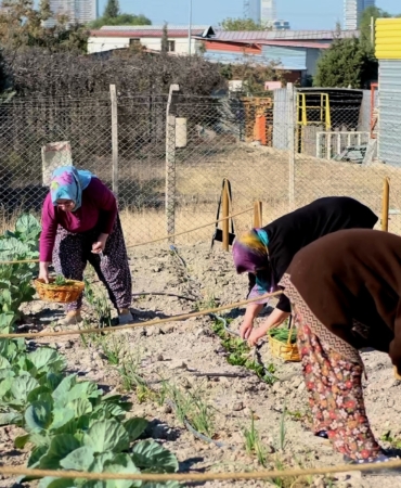 Kent Bostanı İlk Hasat Foto -5