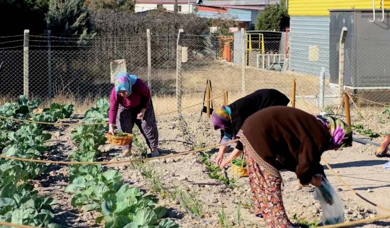 Kent Bostanı İlk Hasat Foto -5