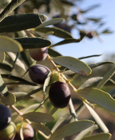 BERGAMA'DA ZEYTİNCİLİK