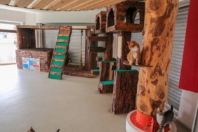 Konak’ın engelleri aşan Kedi Evi’nden sahiplenme çağrısı (4)