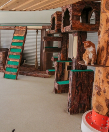 Konak’ın engelleri aşan Kedi Evi’nden sahiplenme çağrısı (4)