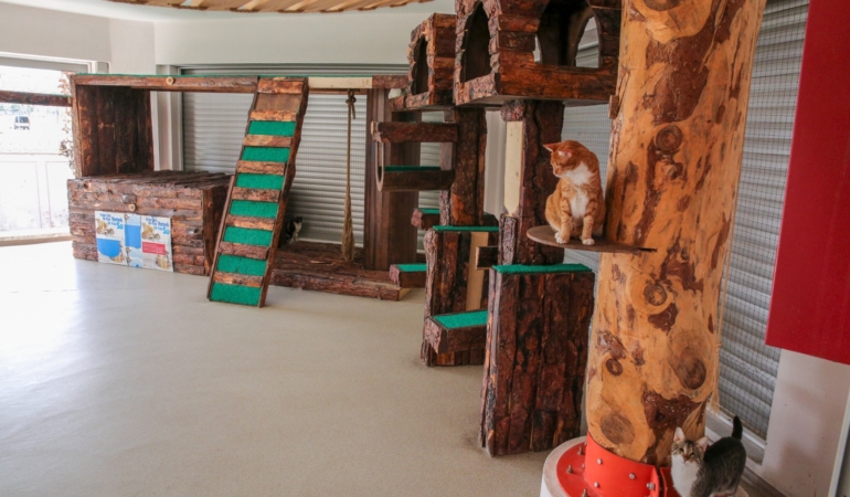 Konak’ın engelleri aşan Kedi Evi’nden sahiplenme çağrısı (4)