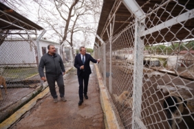 Ayvalık Belediyesi sokaktaki can dostların da yanında (1)