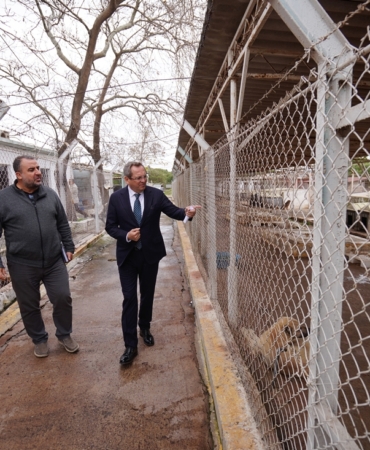 Ayvalık Belediyesi sokaktaki can dostların da yanında (1)