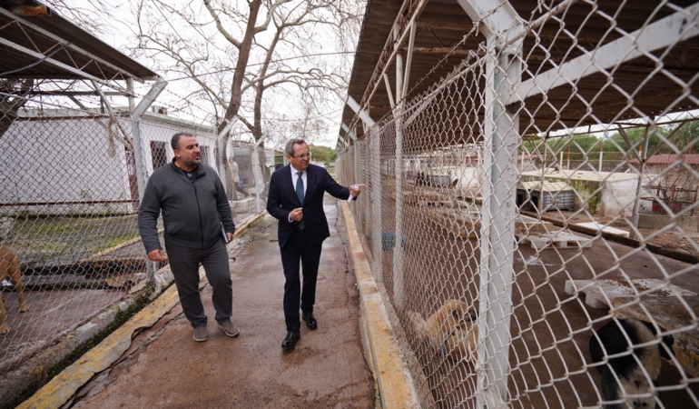 Ayvalık Belediyesi sokaktaki can dostların da yanında (1)