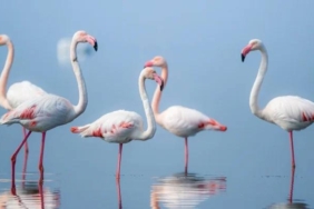 photo_5947090350206207744_x