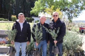Urla’da zeytin üreticisine 7 bin fidan desteği (2)-min