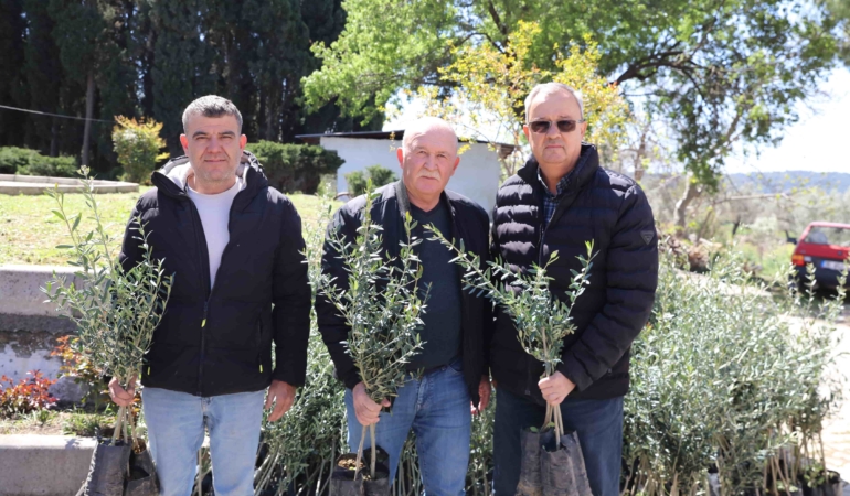 Urla’da zeytin üreticisine 7 bin fidan desteği (2)-min