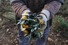 zeytin görselleri (1)
