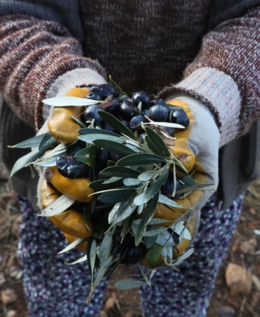 zeytin görselleri (1)