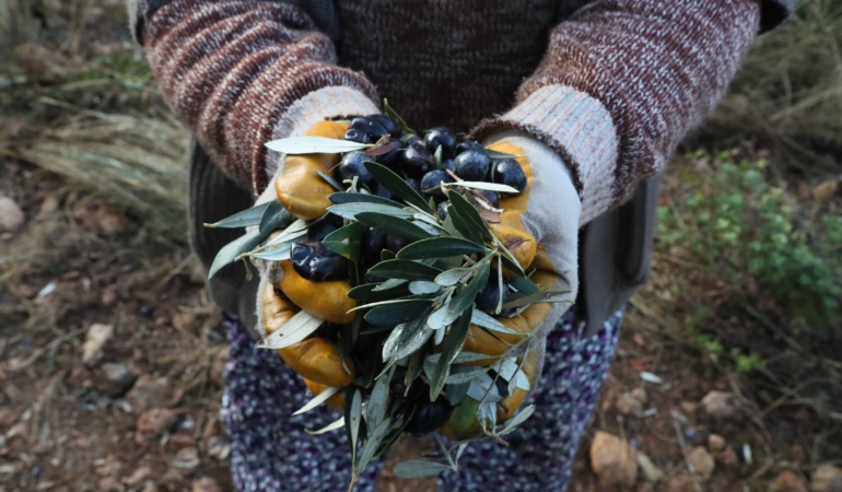 zeytin görselleri (1)