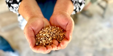 BÖRÜLCE TOHUMU DAĞITIMI FOTOĞRAFLARI (2)